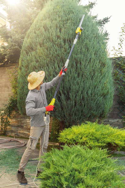 Best Best Tree Removal Services  in Sugar Creek, MO